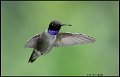 _0SB0049 black-chinned hummingbird